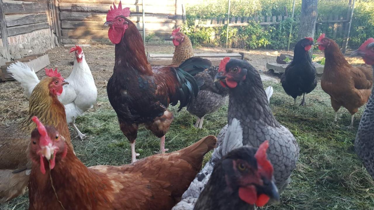 Jablkowo-Na Skraju Puszczy Boreckiej Sniadania W Cenie Jablonowo Exterior foto