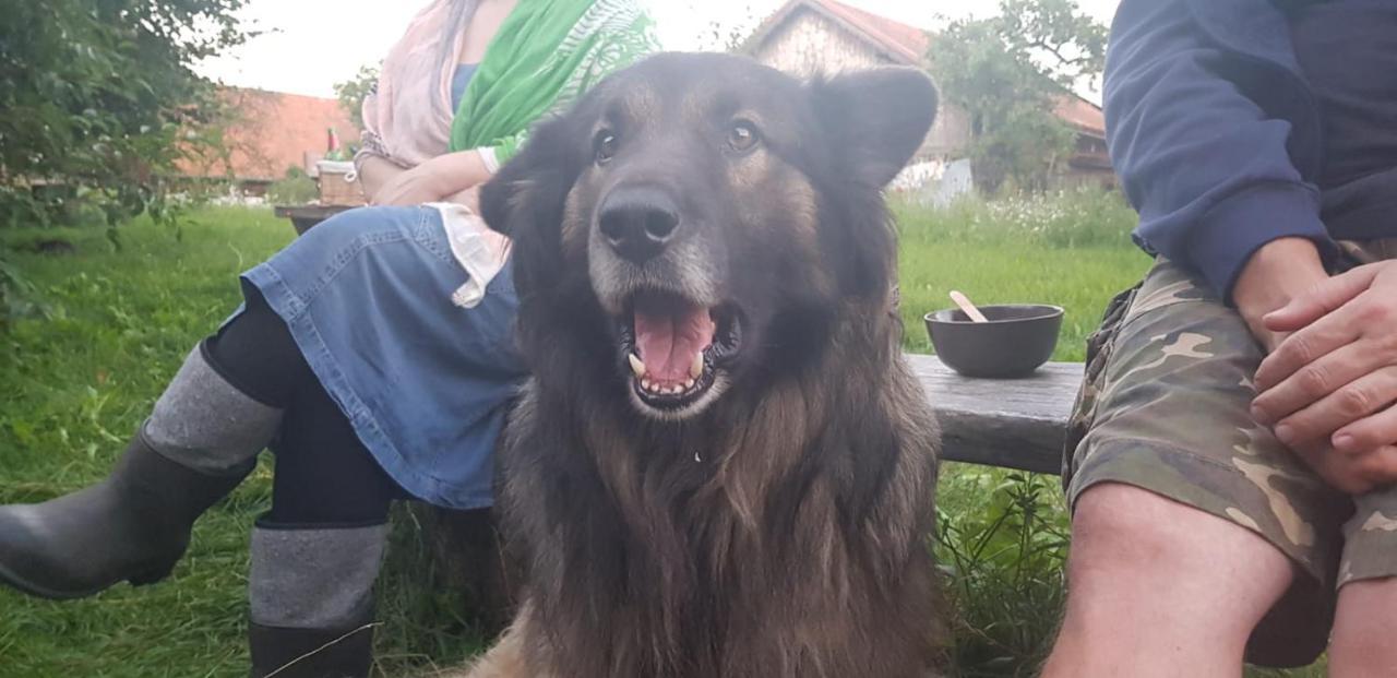 Jablkowo-Na Skraju Puszczy Boreckiej Sniadania W Cenie Jablonowo Exterior foto