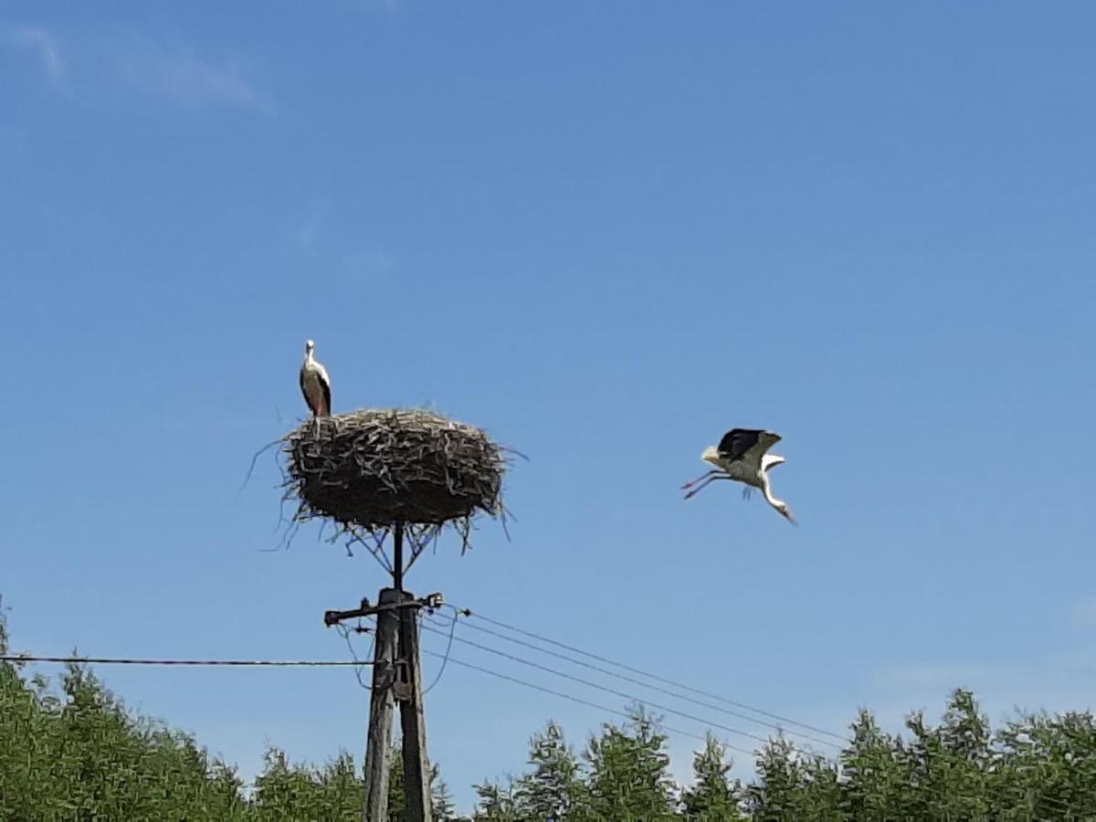 Jablkowo-Na Skraju Puszczy Boreckiej Sniadania W Cenie Jablonowo Exterior foto