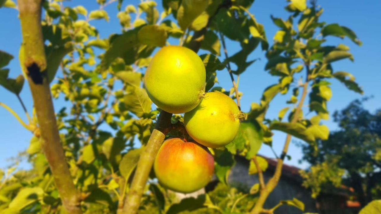 Jablkowo-Na Skraju Puszczy Boreckiej Sniadania W Cenie Jablonowo Exterior foto
