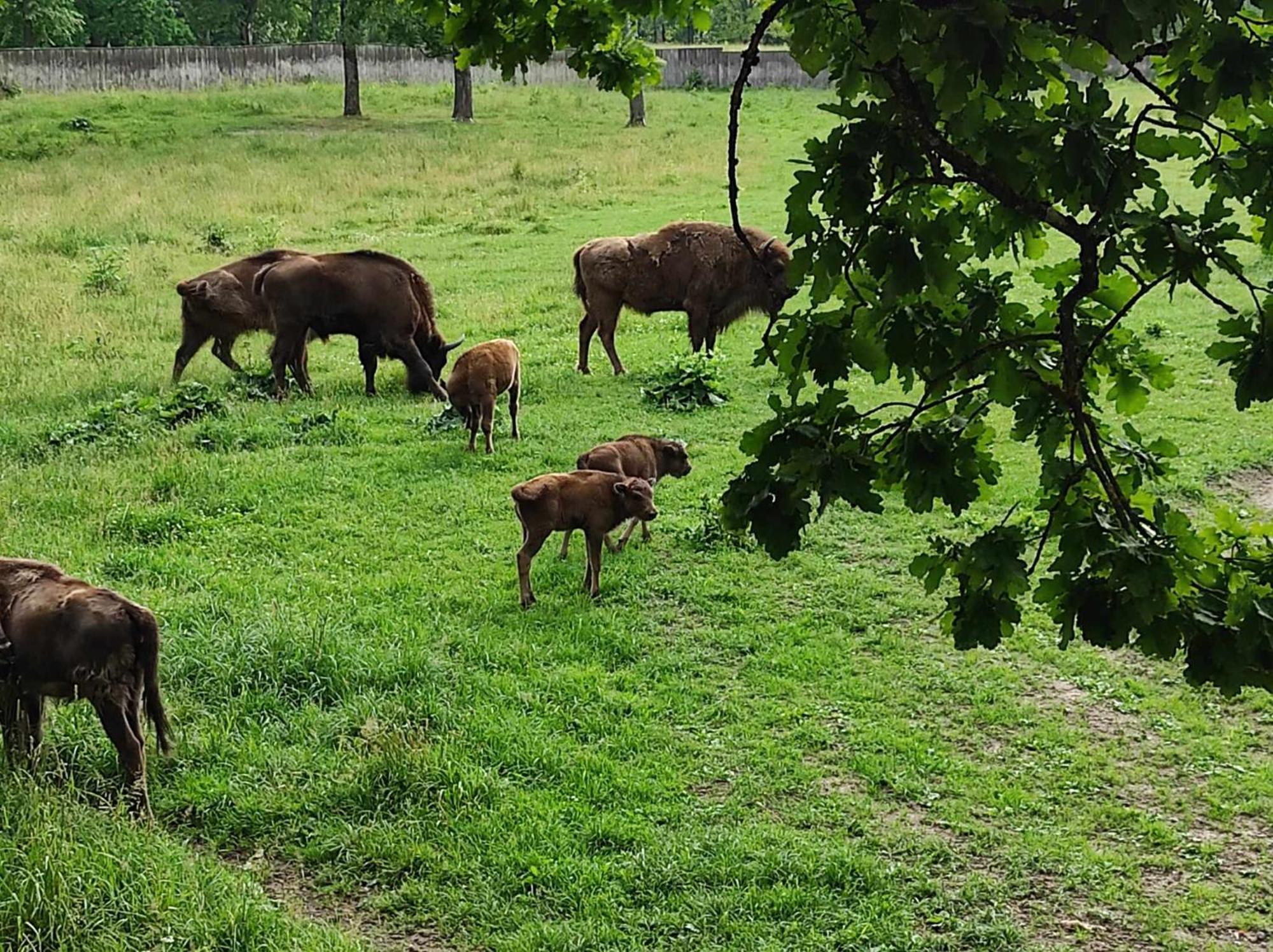Jablkowo-Na Skraju Puszczy Boreckiej Sniadania W Cenie Jablonowo Exterior foto