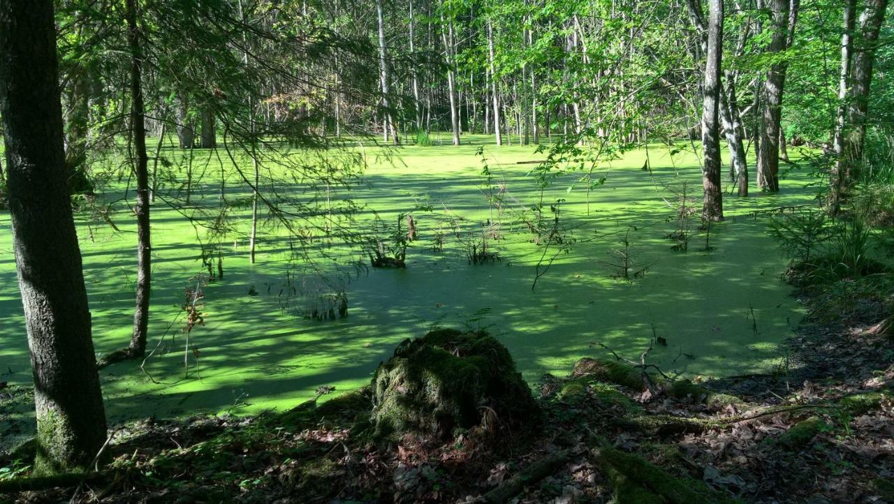 Jablkowo-Na Skraju Puszczy Boreckiej Sniadania W Cenie Jablonowo Exterior foto